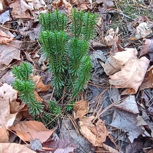 Lycopodium observed 2026-10-28