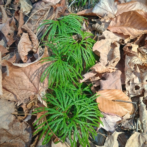 Lycopodium observed 2026-10-28