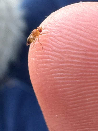 Drosophila melanogaster observed 2026-10-23