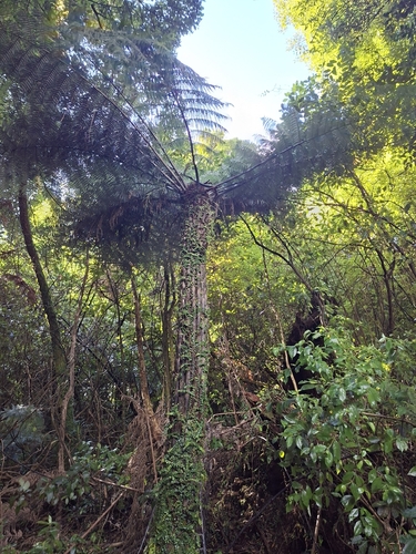 Cyathea observed 2026-10-29