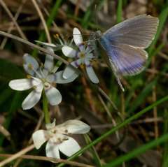 Zizina otis labradus