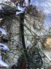 Eulalia microphylla
