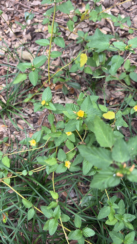 Malvastrum coromandelianum observed 2026-10-28