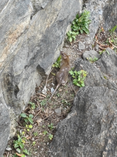 Rattus rattus observed 2026-10-28