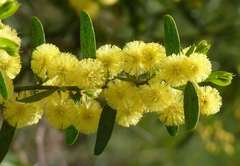 Acacia rostriformis