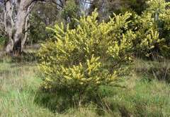 Acacia rostriformis