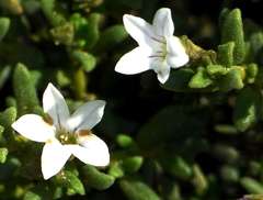 Cyphanthera myosotidea