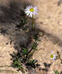 Brachyscome ciliaris ciliaris