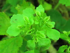 Chrysosplenium pilosum