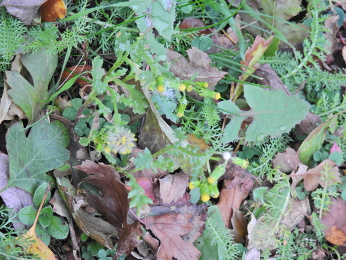 Senecio vulgaris observed 2026-10-28