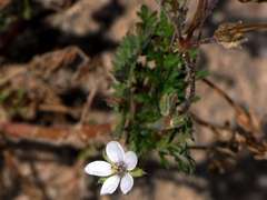 Erodium crinitum