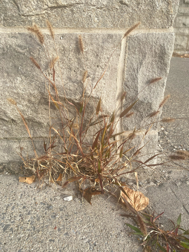 Panicum observed 2026-10-28