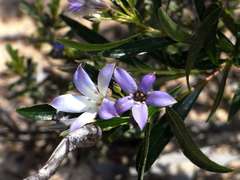 Billardiera cymosa
