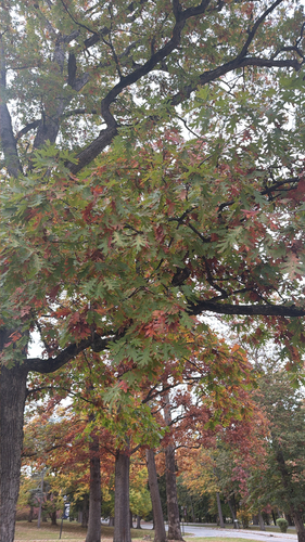 Quercus alba observed 2026-10-28