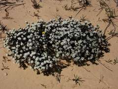 Pimelea glauca