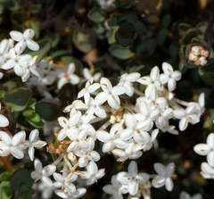 Pimelea glauca