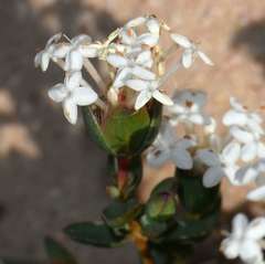 Pimelea glauca