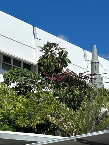 Schefflera observed 2026-10-28
