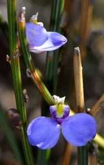 Comesperma scoparium