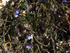 Comesperma scoparium