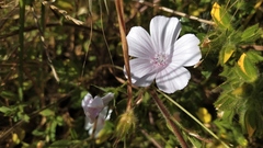 Malva hispanica