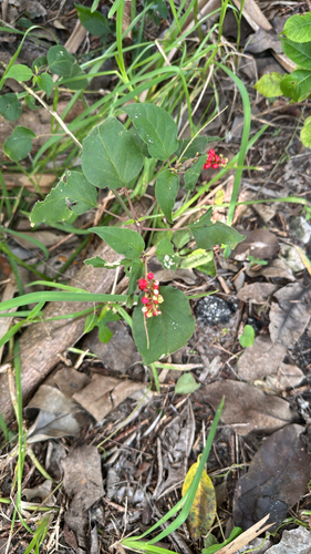 Rivina humilis observed 2026-10-28