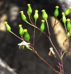 Senecio glossanthus