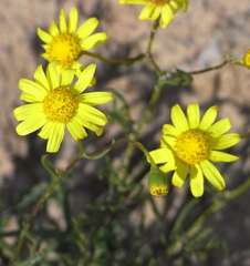 Senecio spanomerus