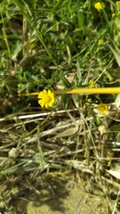 Pulicaria paludosa