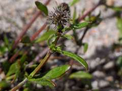 Opercularia scabrida