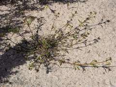 Opercularia scabrida