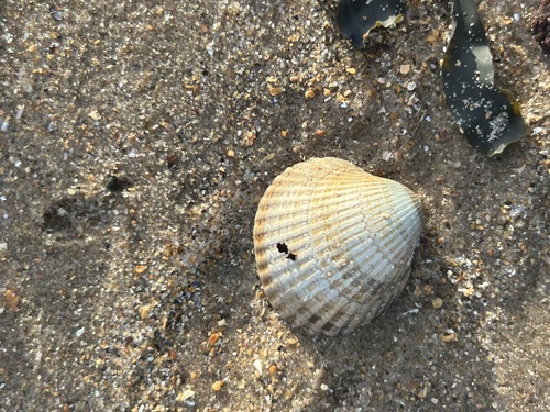 Cardium observed 2026-10-28