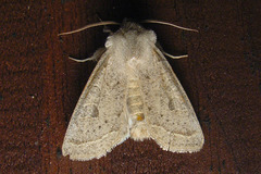 Orthosia gracilis