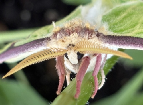 Actias luna photograph by the iNaturalist community