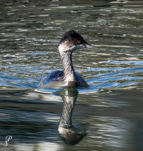 Podiceps nigricollis observed 2026-10-28
