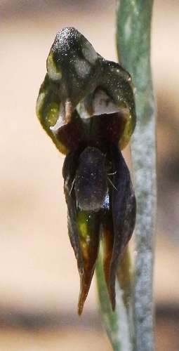 Image of Tiny Rustyhood (Pterostylis pusilla) by (c) Russell Best, some rights reserved (CC BY)