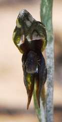 Pterostylis pusilla