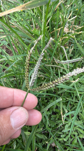 Eleusine indica observed 2026-10-28
