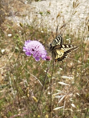 Papilio machaon