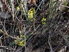 Lomandra collina