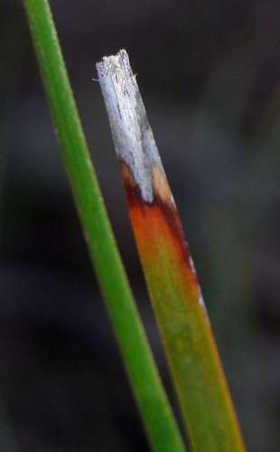 Image of Lomandra collina by (c) Russell Best, some rights reserved (CC BY)