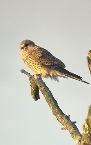 Falco tinnunculus observed 2026-10-28