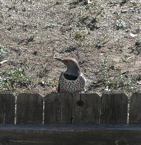 Colaptes auratus observed 2026-10-28