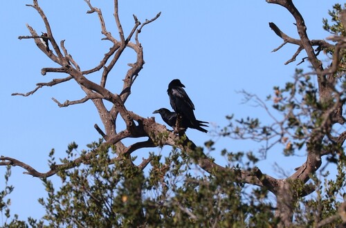 Corvus observed 2026-10-28
