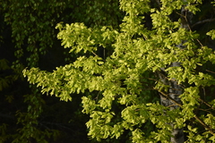 Quercus robur