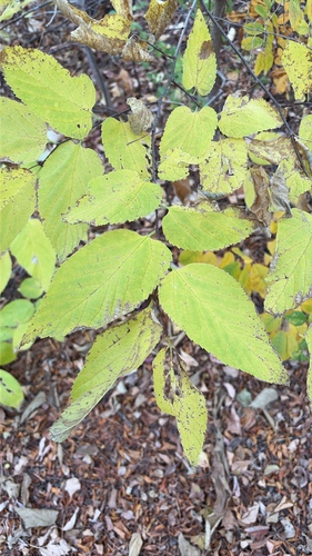 Celtis observed 2026-10-28