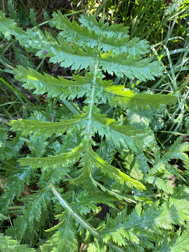 Tanacetum vulgare observed 2026-10-28