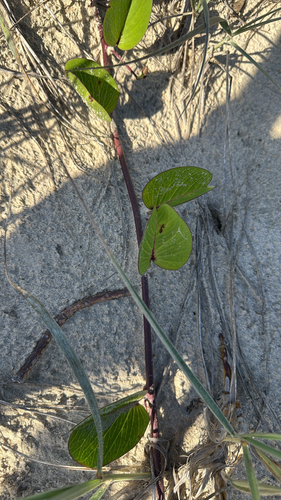 Ipomoea pes-caprae observed 2026-10-29