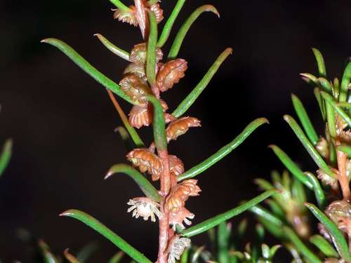Image of Gyrostemon australasicus by (c) Russell Best, some rights reserved (CC BY)