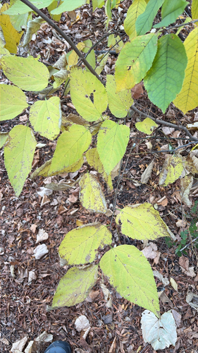 Celtis observed 2026-10-28